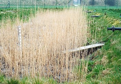 Klärschlammvererdungsbeet